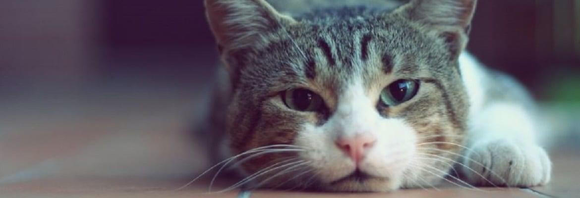 No Letting Fees to Client Owners